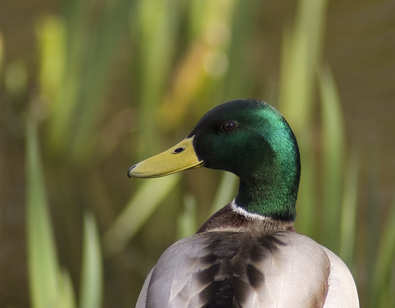 Mallard - Mallard
