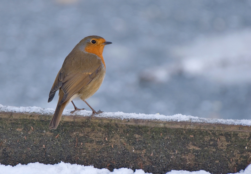 Robin - Robin