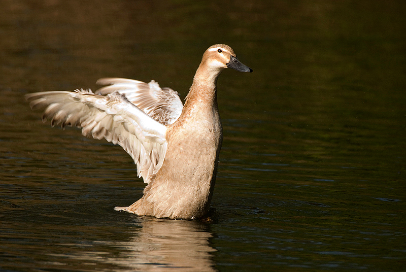 Indian Runner Duck - Duck, Indian Runner