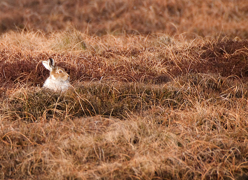Mountain Hare - Upland & Mountain