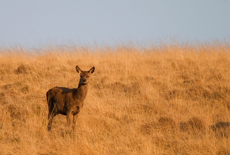 Red Deer Hind - Red Deer