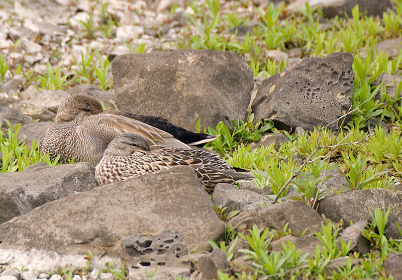 Gadwall - Freshwater