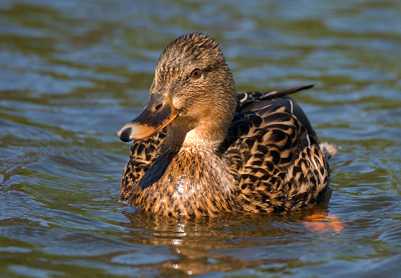 Mallard - Mallard