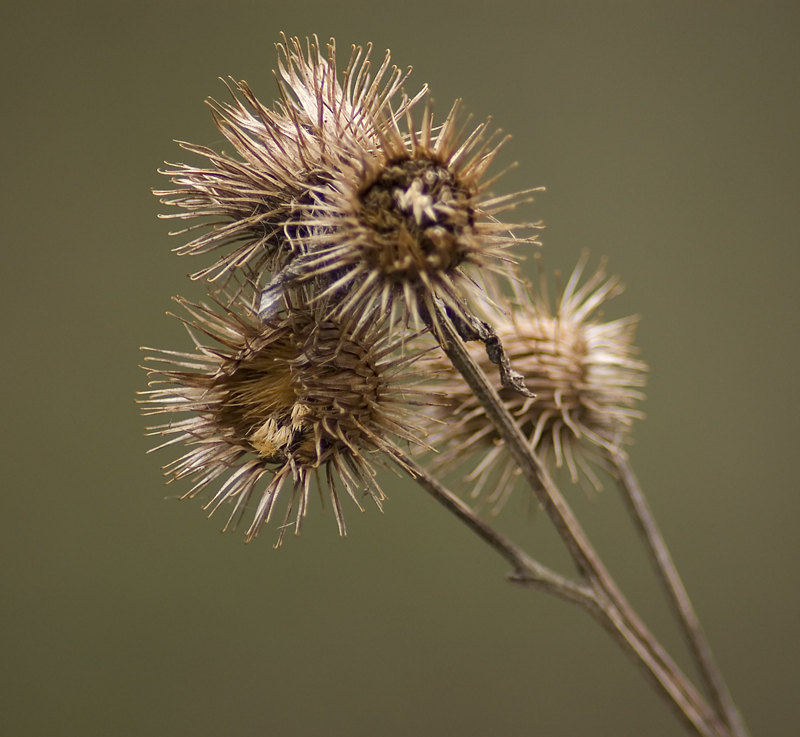 Burdock - Lowland & Farmland