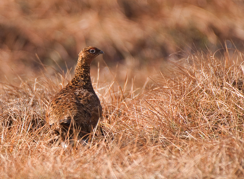 Red Grouse - Red Grouse