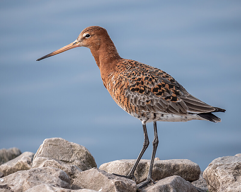  - Coastal & Wetland