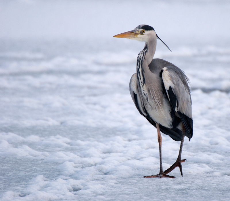 Grey Heron - Grey Heron