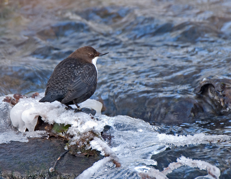 Dipper - Dipper
