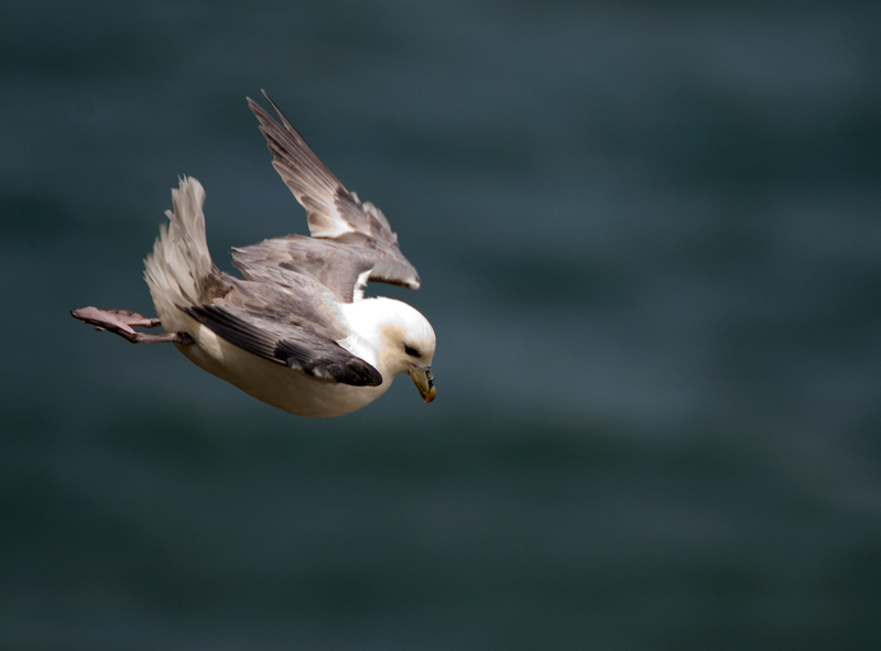 Fulmar - Coastal & Wetland