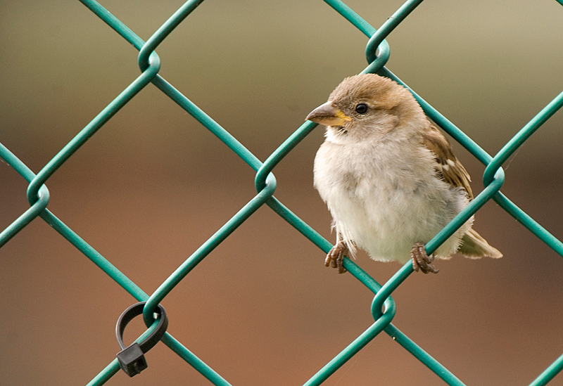 House Sparrow - Lowland & Farmland