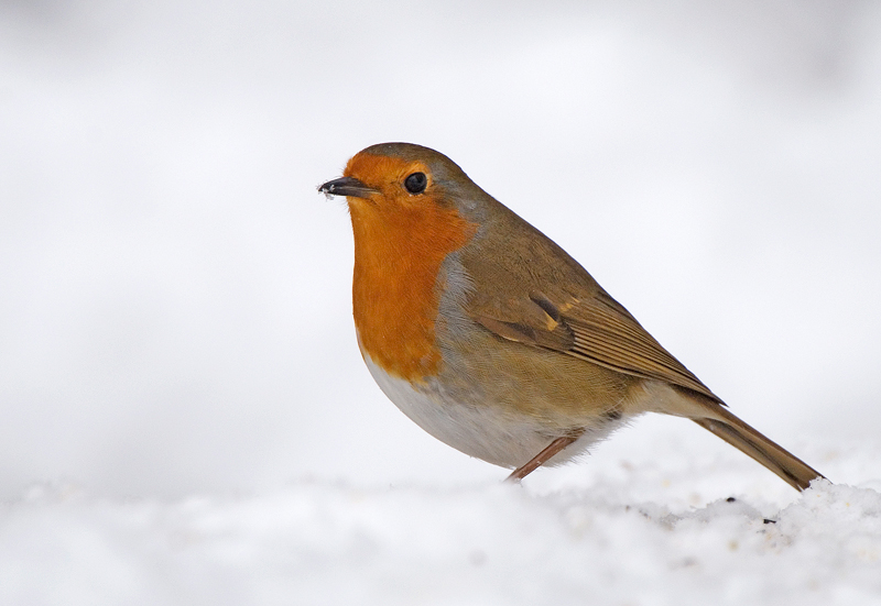 Robin - Robin