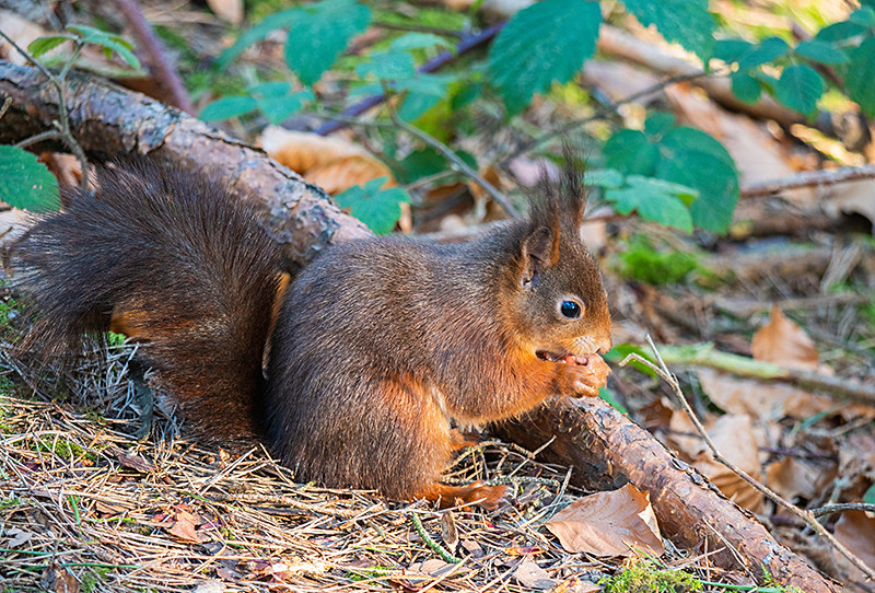 Red Squirrel - Woodland