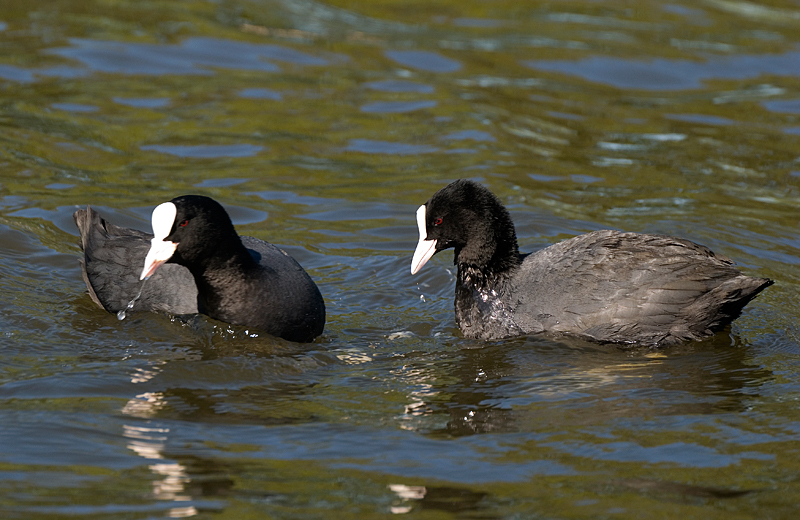 Coot - Coot