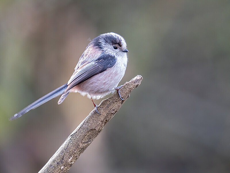 Long-Tailed Tit - Woodland