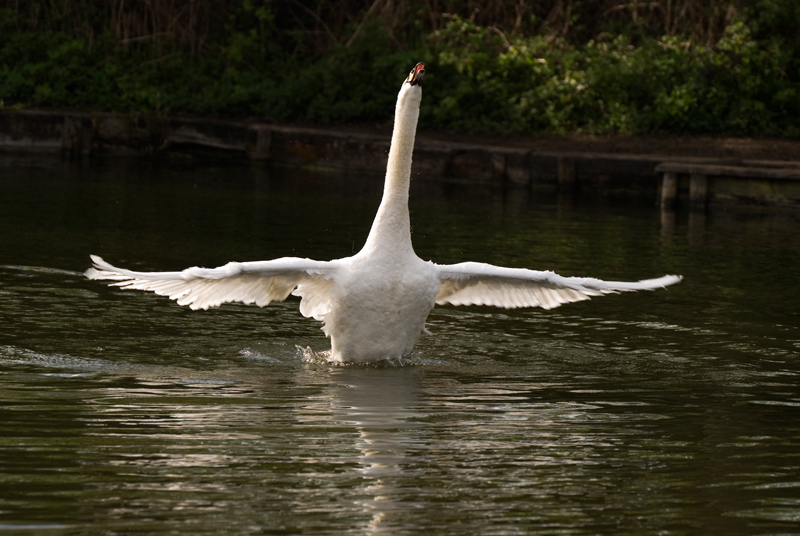 Mute Swan - Swan, Mute