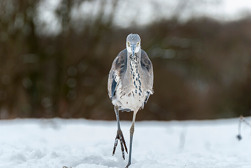  - Winter Grey Herons
