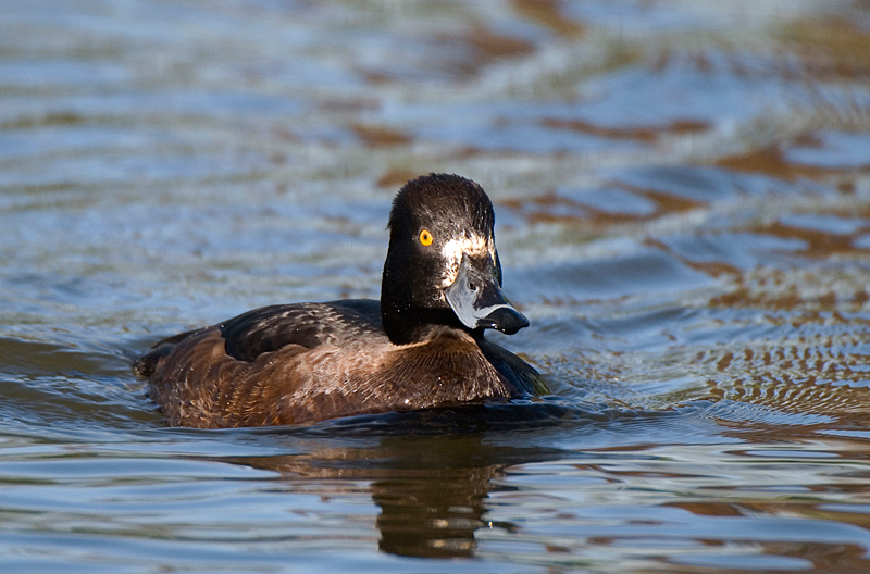 Tufted Duck - Freshwater