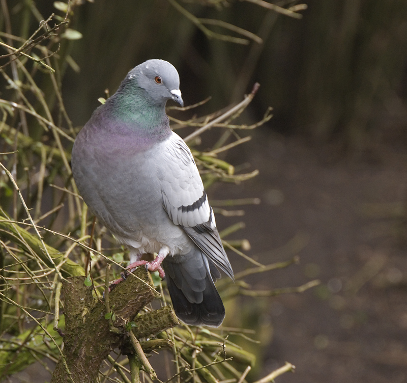Rock Dove - Dove, Rock