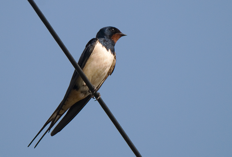 Swallow - Swallow