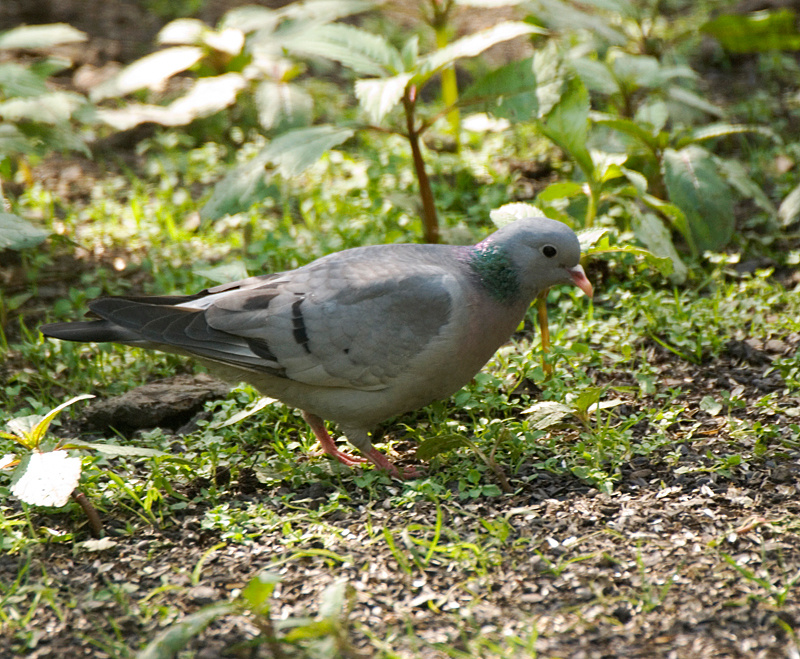 Stock Dove - Dove, Stock