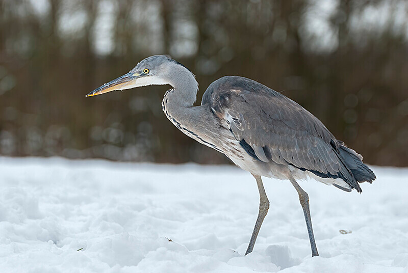  - Winter Grey Herons