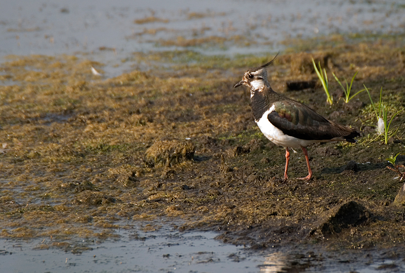Lapwing - Coastal & Wetland