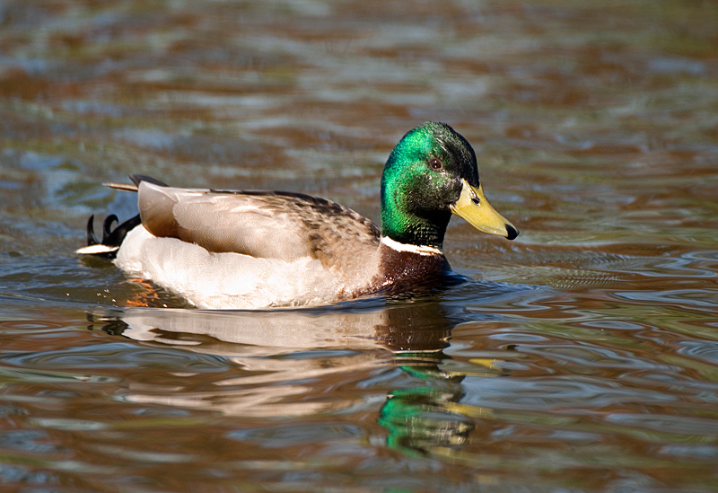 Mallard - Mallard