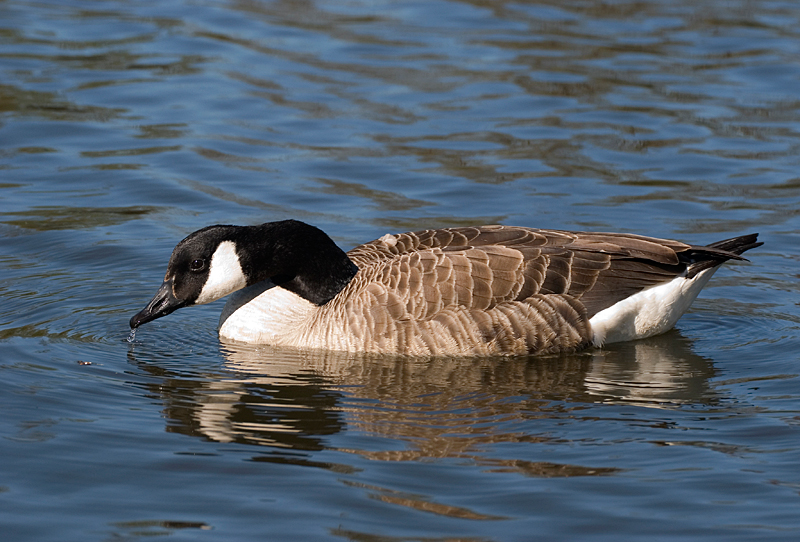Canada Goose - Goose, Canada