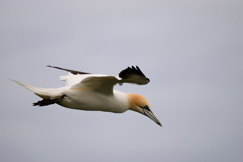 Gannet - Gannet