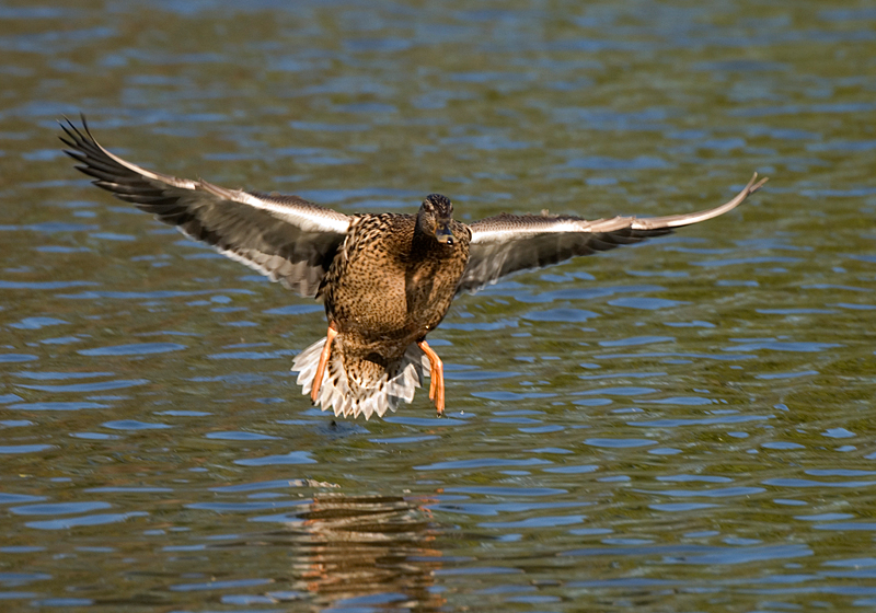 Mallard - Mallard