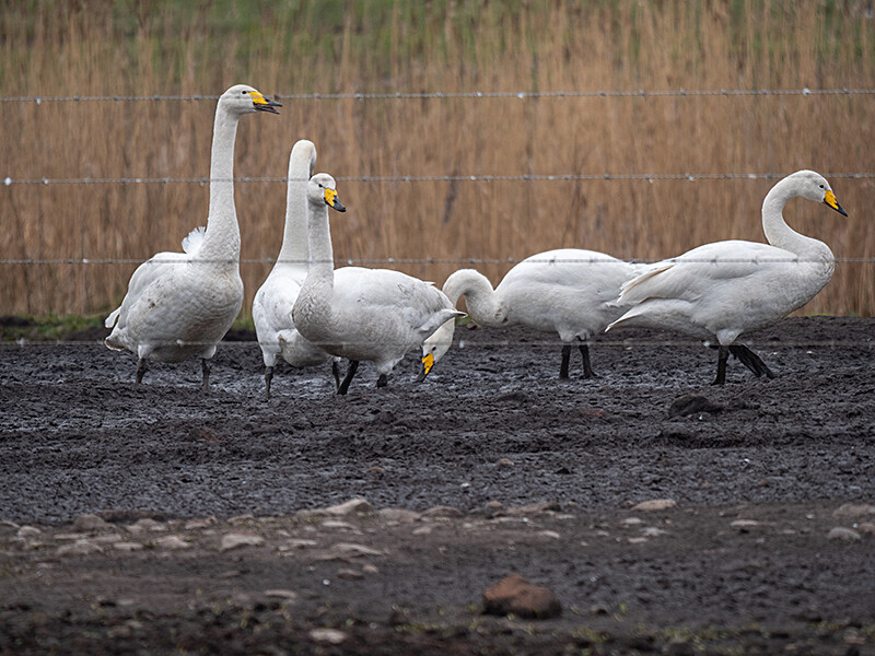  - Coastal & Wetland