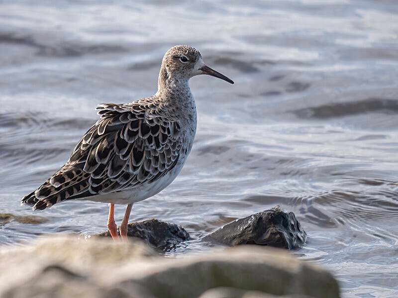  - Coastal & Wetland