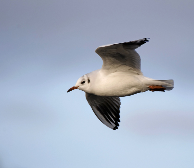 Black Headed Gull - Gull, Black-Headed