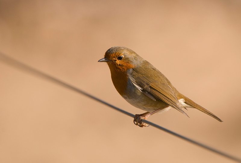 Robin - Lowland & Farmland