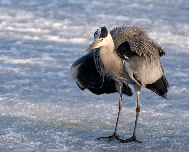 Grey Heron - Grey Heron