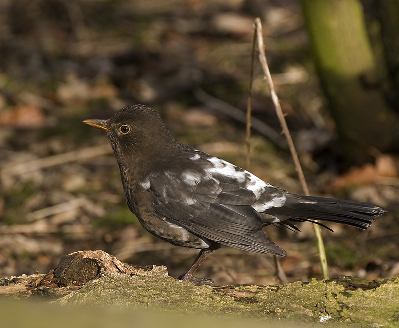 Blackbird - Blackbird