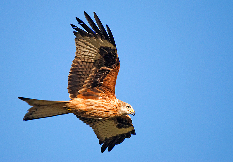 Red Kite - Red Kite