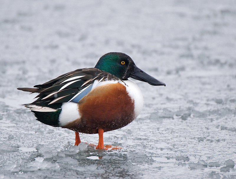 Shoveler - Freshwater