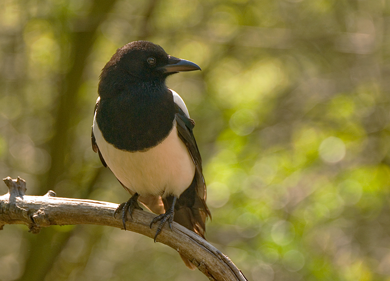 Magpie - Magpie