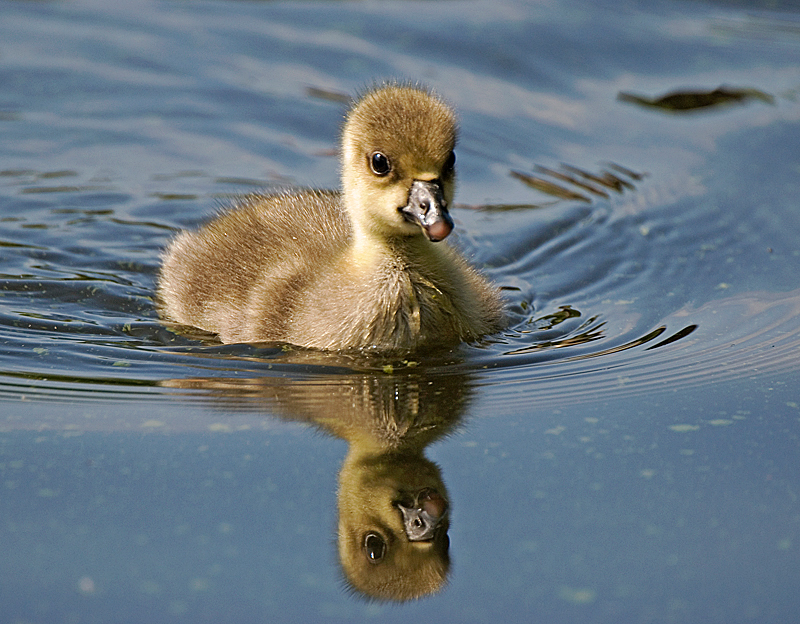 Greylag Goose - Goose, Greylag