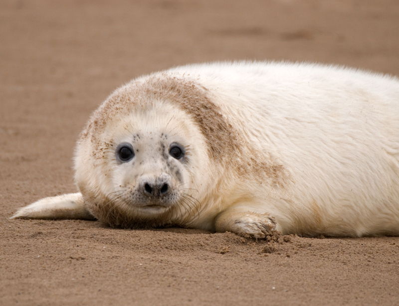 Grey Seal Pup - Grey Seals
