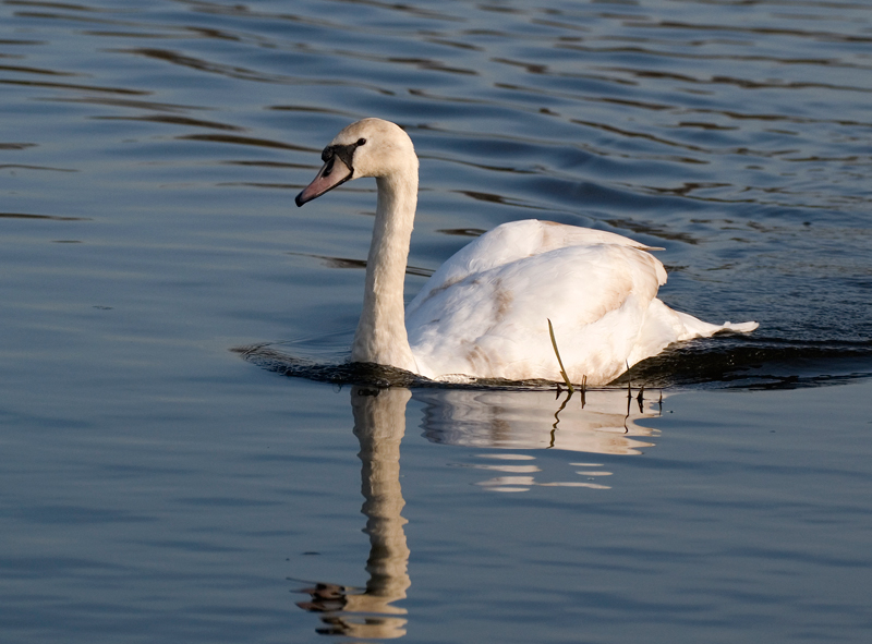 Mute Swan - Swan, Mute