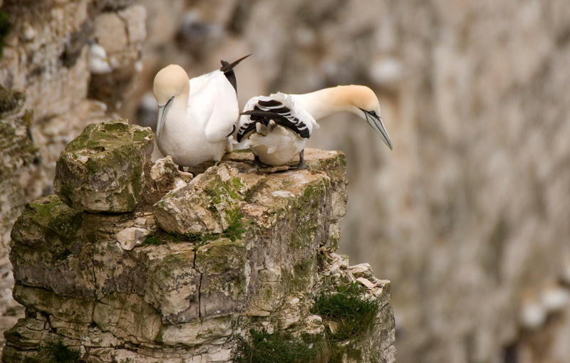 Gannet - Gannet