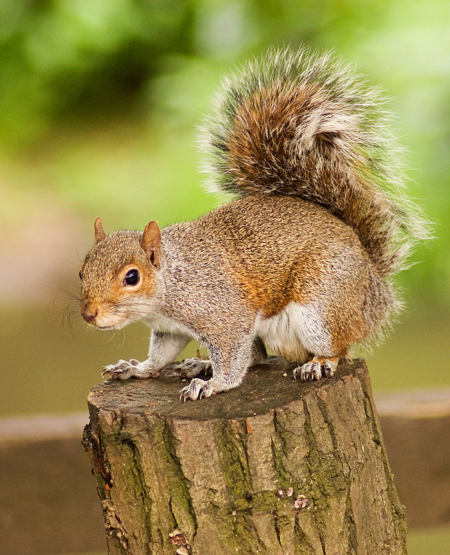 Grey Squirrel - Woodland