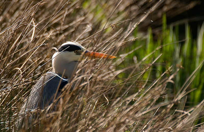 Grey Heron - Heron, Grey
