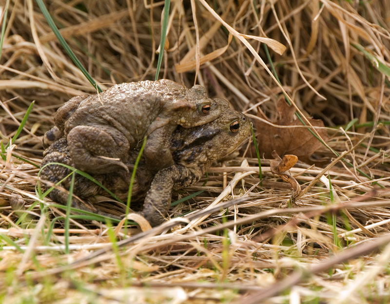 Common Toad - Upland & Mountain