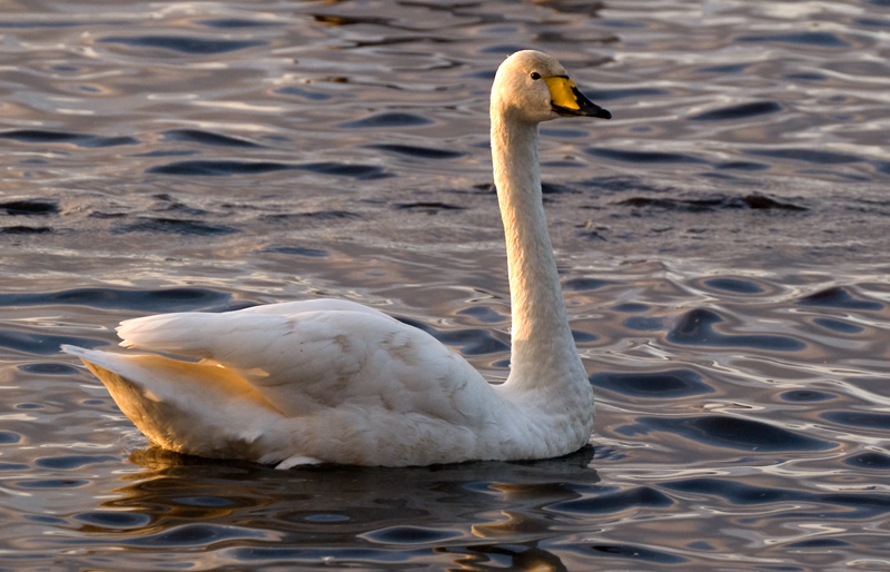 Whooper Swan - Swan, Whooper