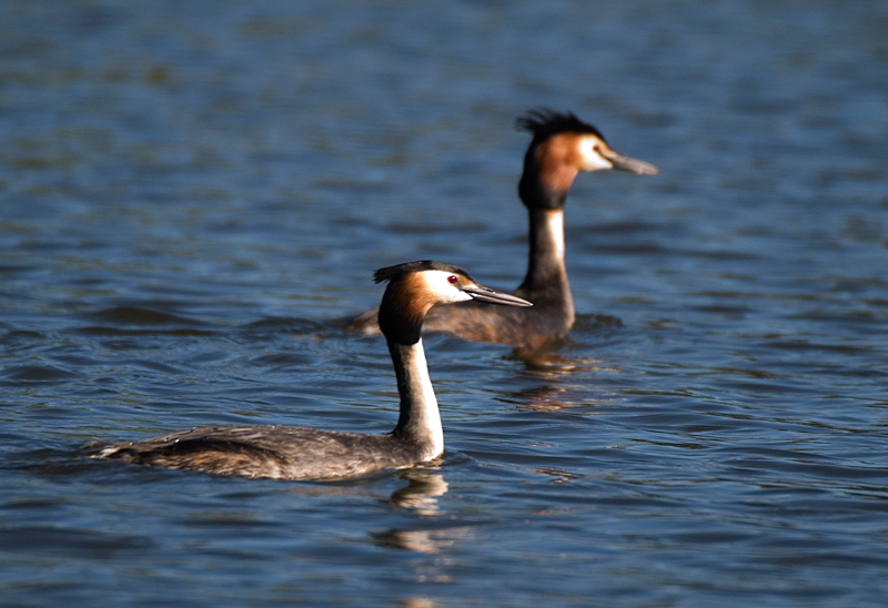 Great Crested Grebe - Grebe, Great Crested
