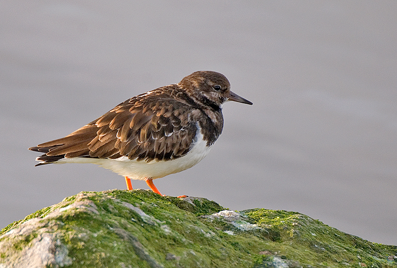 Turnstone - Coastal & Wetland