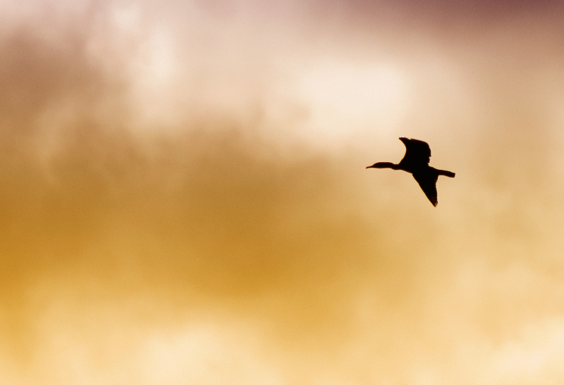 Cormorant - Freshwater
